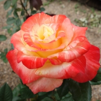 Heirloom Chihuly Rose Heirloom Roses Boulder CO